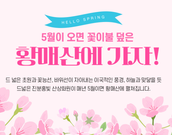 황매산 철쭉 개화상황