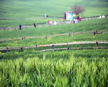 고창 청보리밭 축제_11