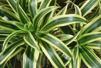 드라세나 키우기 물주기 가지치기 번식방법 흙배합 가이드_10