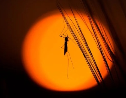 5월 해외여행 뎅기열 모기