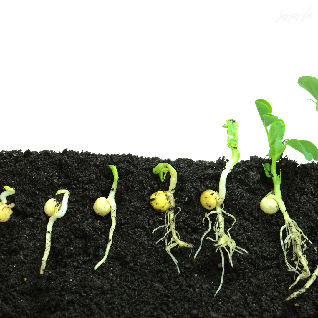 "토양에서 씨앗 발아 및 싹틔우는 단계."