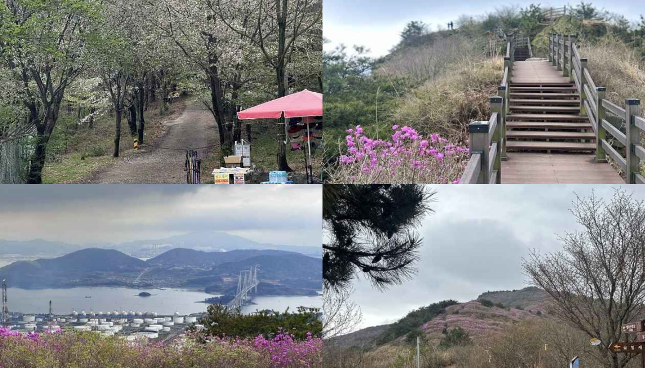 여수 영취산 진달래 축제