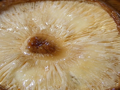 표고버섯 효능 사진23