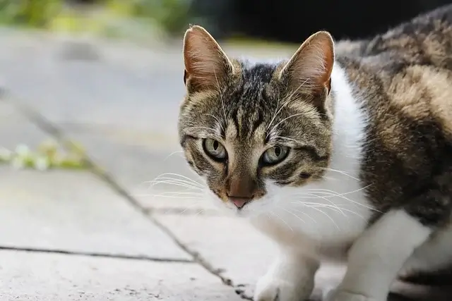 반려동물 등록제