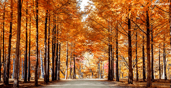 단풍구경-가볼만한-곳-남이섬