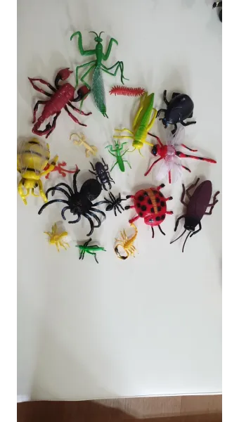 곤충과 동물의 차이점 생물 분류 기준과 이해 돕기_10