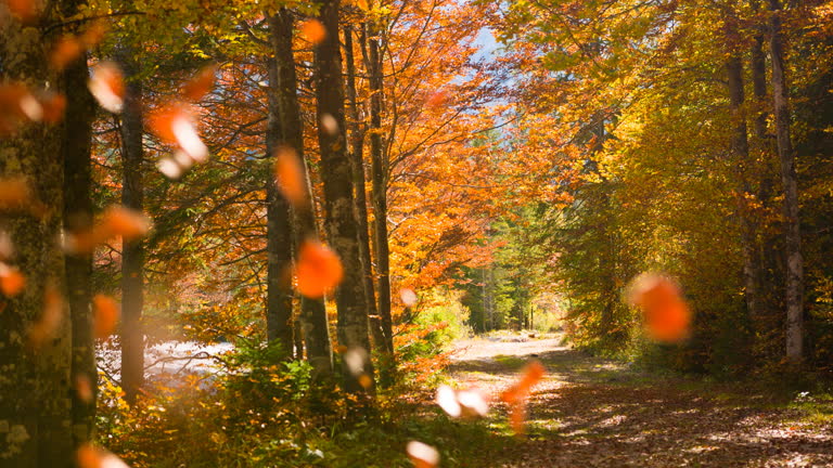 가을타는 이유와 과학적 근거 감성의 계절에 우리가 흔들리는 진짜 이유