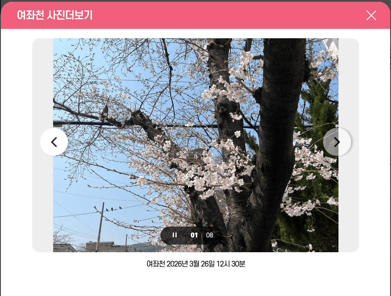 여좌천 벚꽃 개화 상황 사진