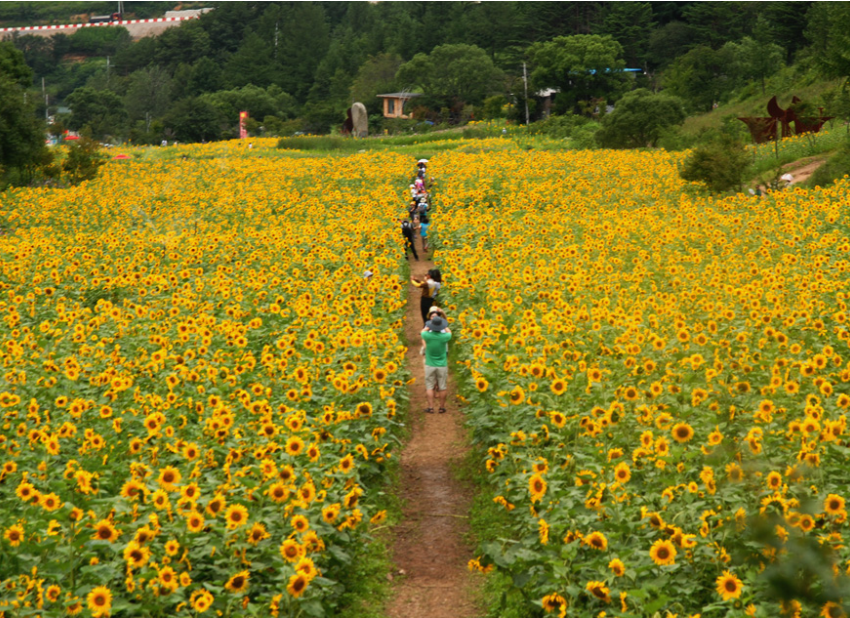 태백 해바리기축제