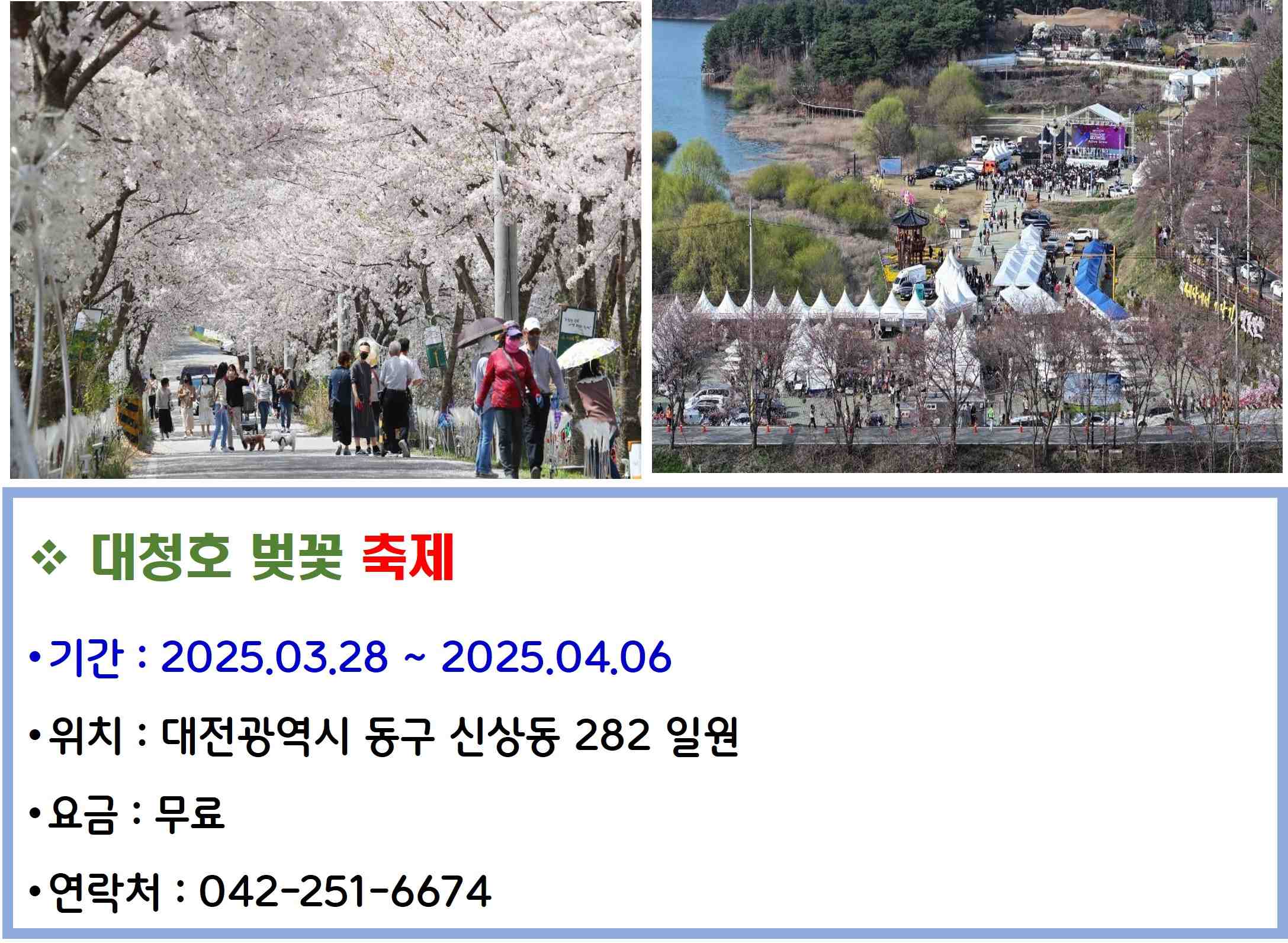 대청호 벚꽃 축제