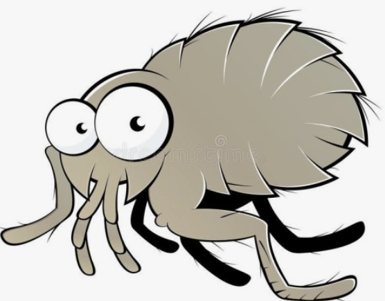 빈대 물렸을 때 증상