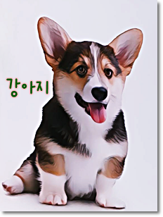 안녕soni
사역견 펌브로크 웰시 코기