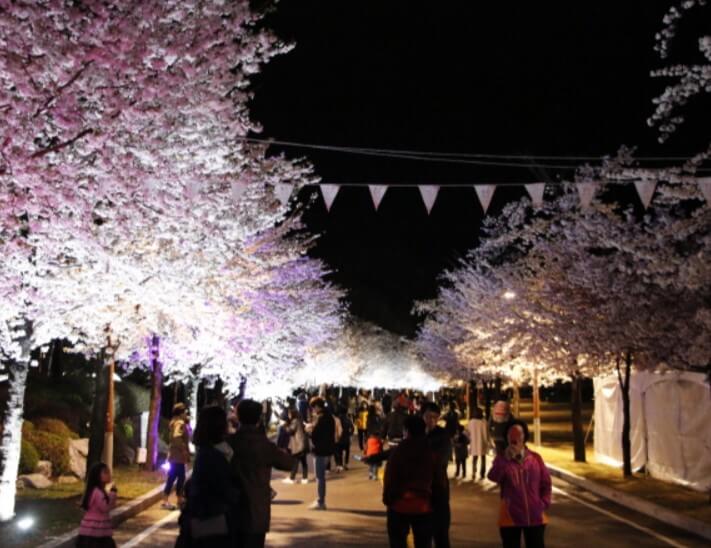 홍천 비발디파크 벚꽃길