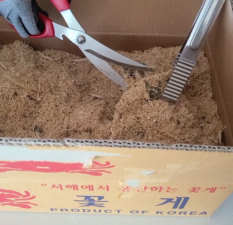 가위와-집게로-톱밥-속에서-빼는-꽃게