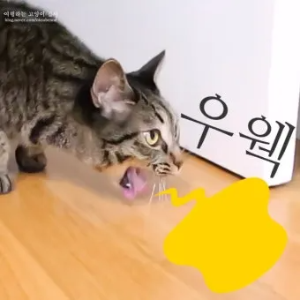 "고양이