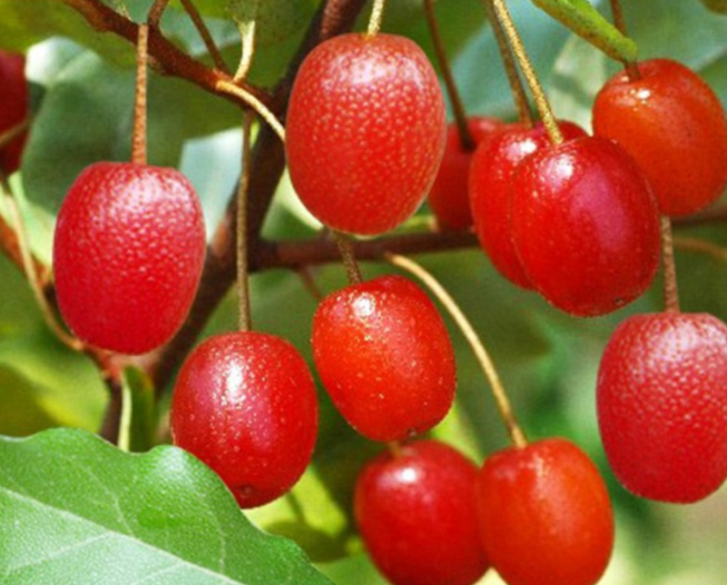 보리수 열매 모습