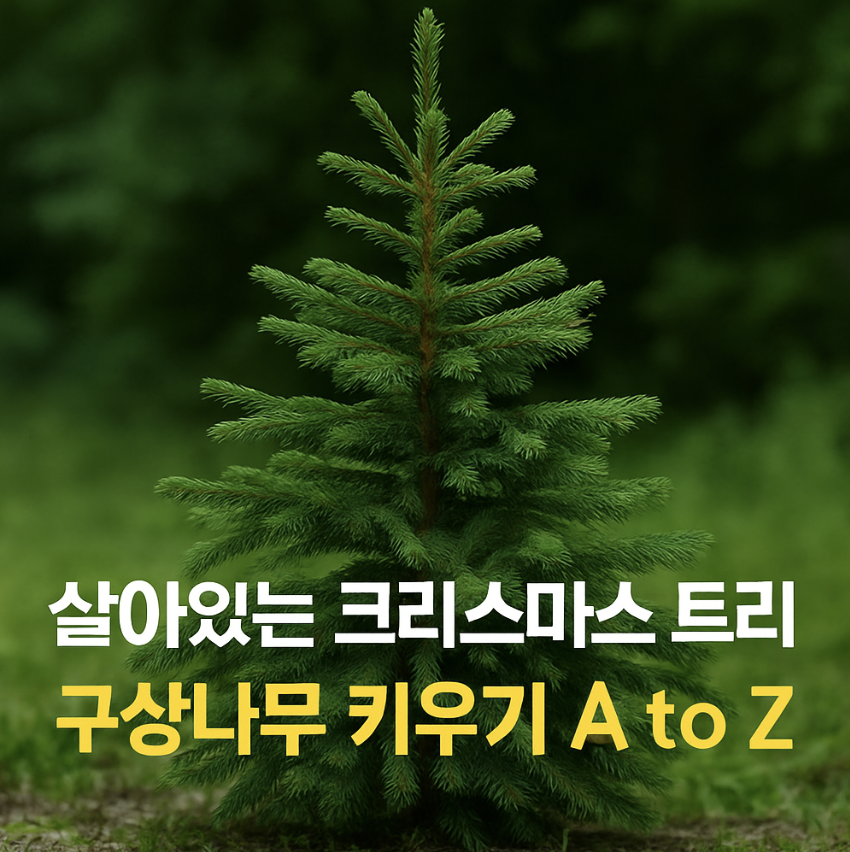 살아있는 크리스마스 트리, 구상나무 키우기 A to Z