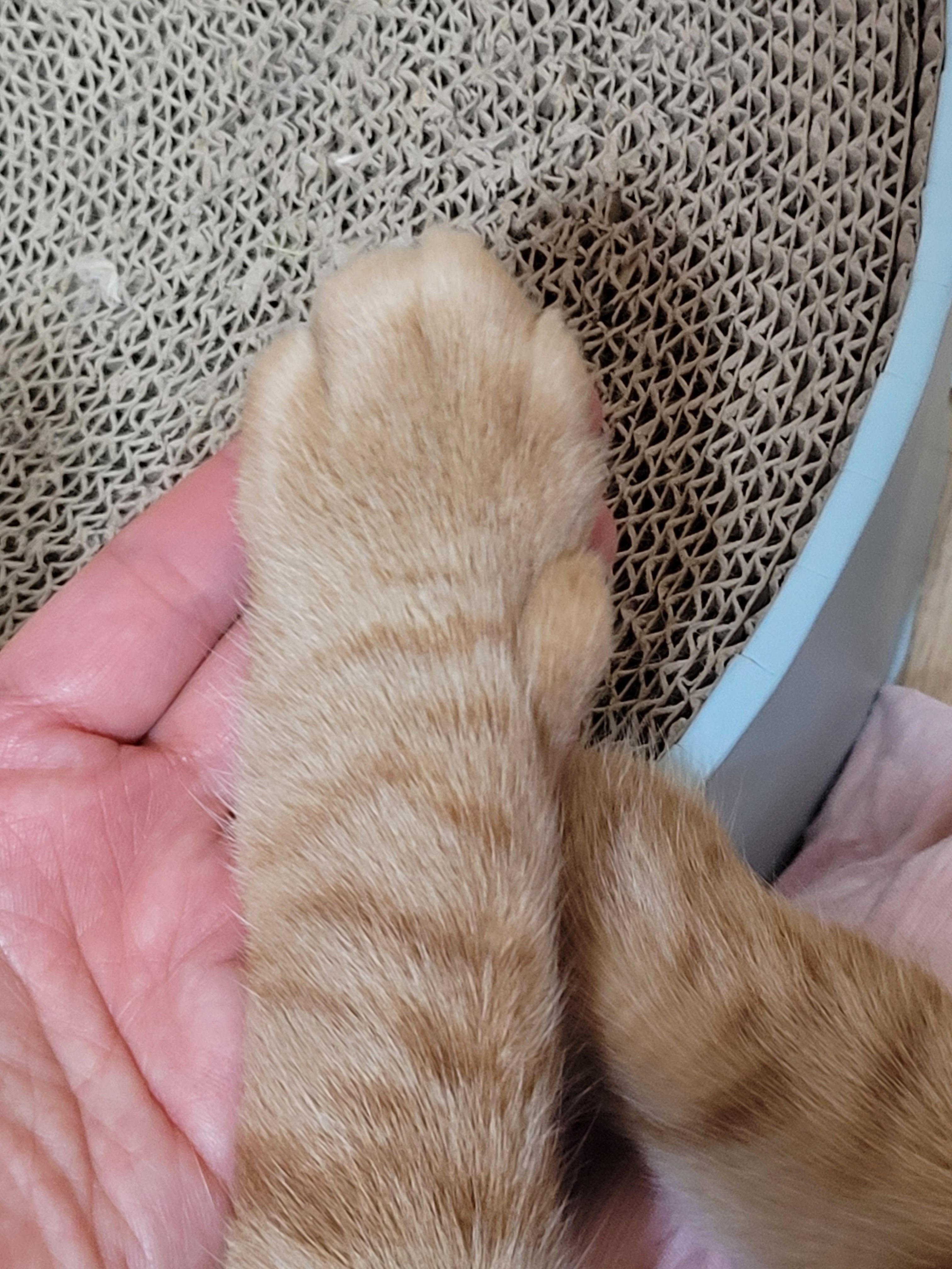 고양이 발바닥2