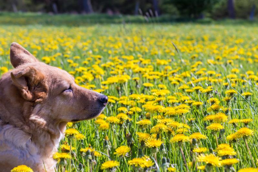 민들레-밭에-있는-강아지