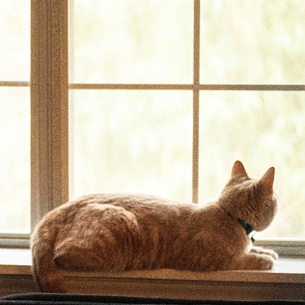 고양이 창문 선반
