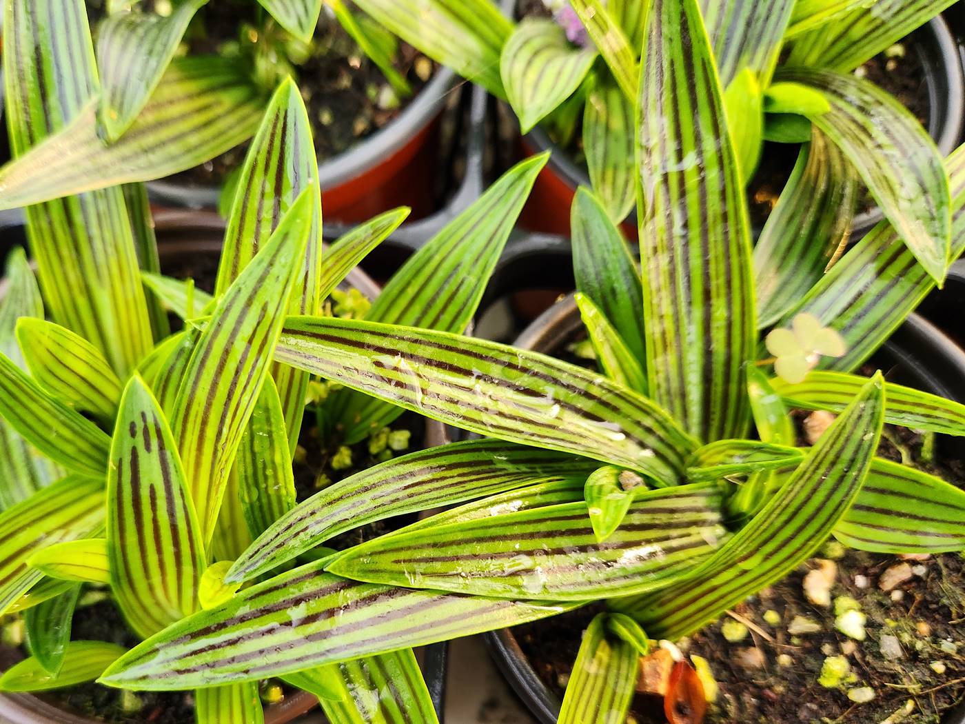 줄무릇 Scilla cooperi