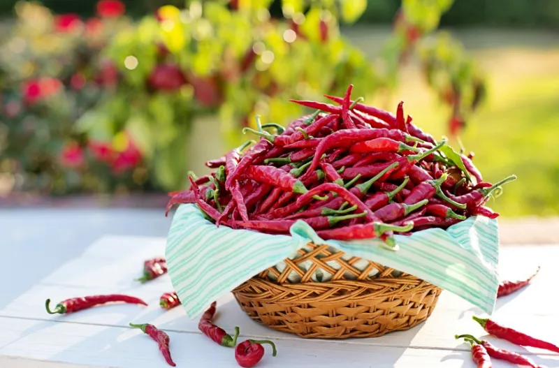 마당 식탁 테이블에 놓인 말린 고추들