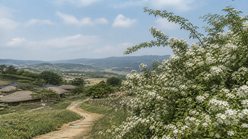 <img src="wild-rose-hill-landscape.jpg" alt="야생 장미와 언덕의 풍경">