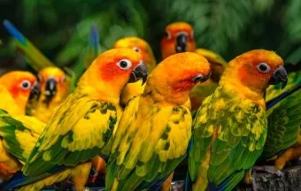 앵무새 분양 가격 키우기 분양 수명 먹이 성격 종류_18