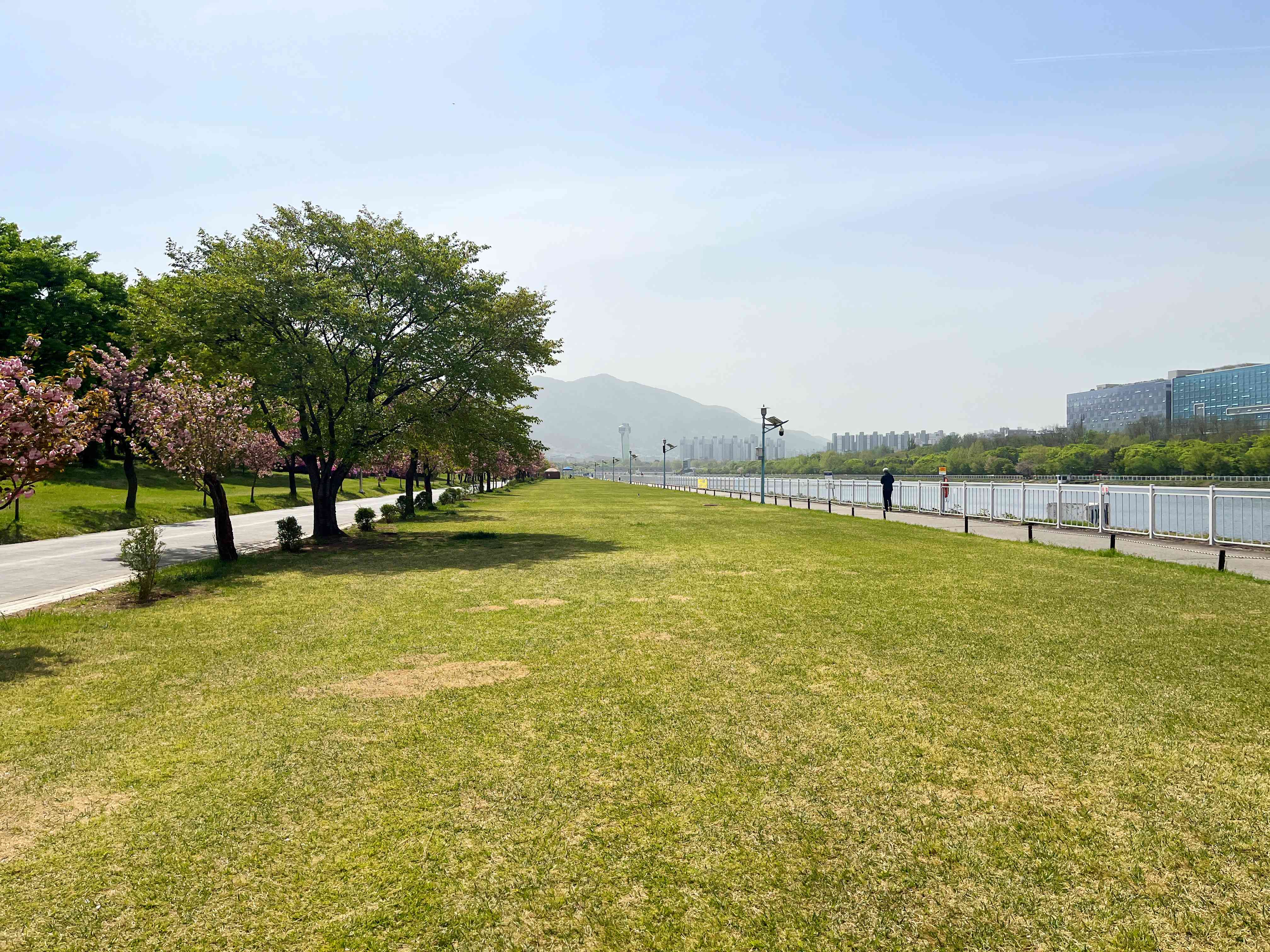 경정공원 겹벚꽃