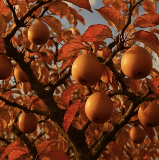 돌배나무&amp;#44; 심고 몇 년 기다려야 열매를 맛볼 수 있을까?