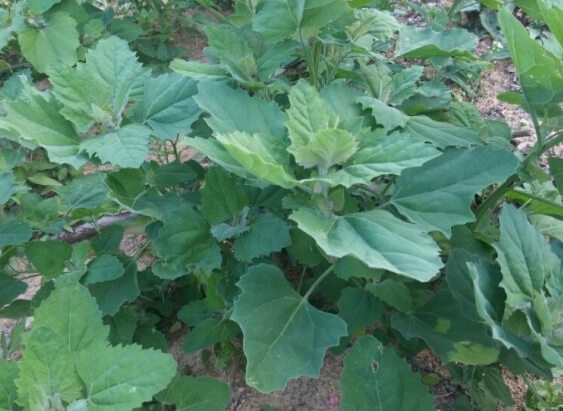 명아주 효능 11가지 및 부작용과 먹는 법