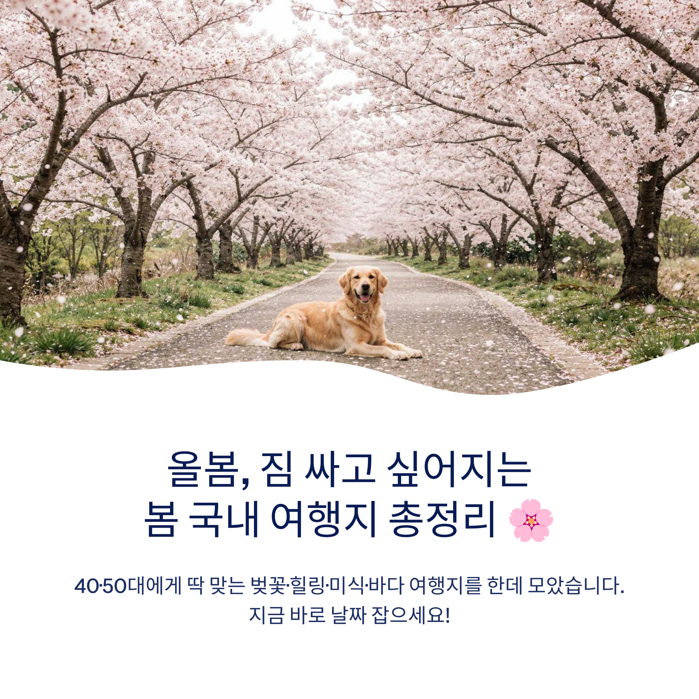 봄 국내 여행지 추천 – 40·50대가 진짜 좋아하는 가볼만한곳 총정리