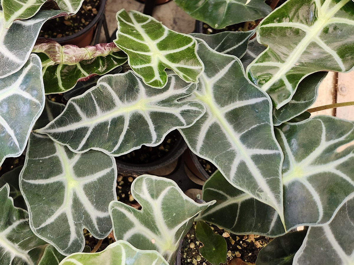 거북등알로카시아