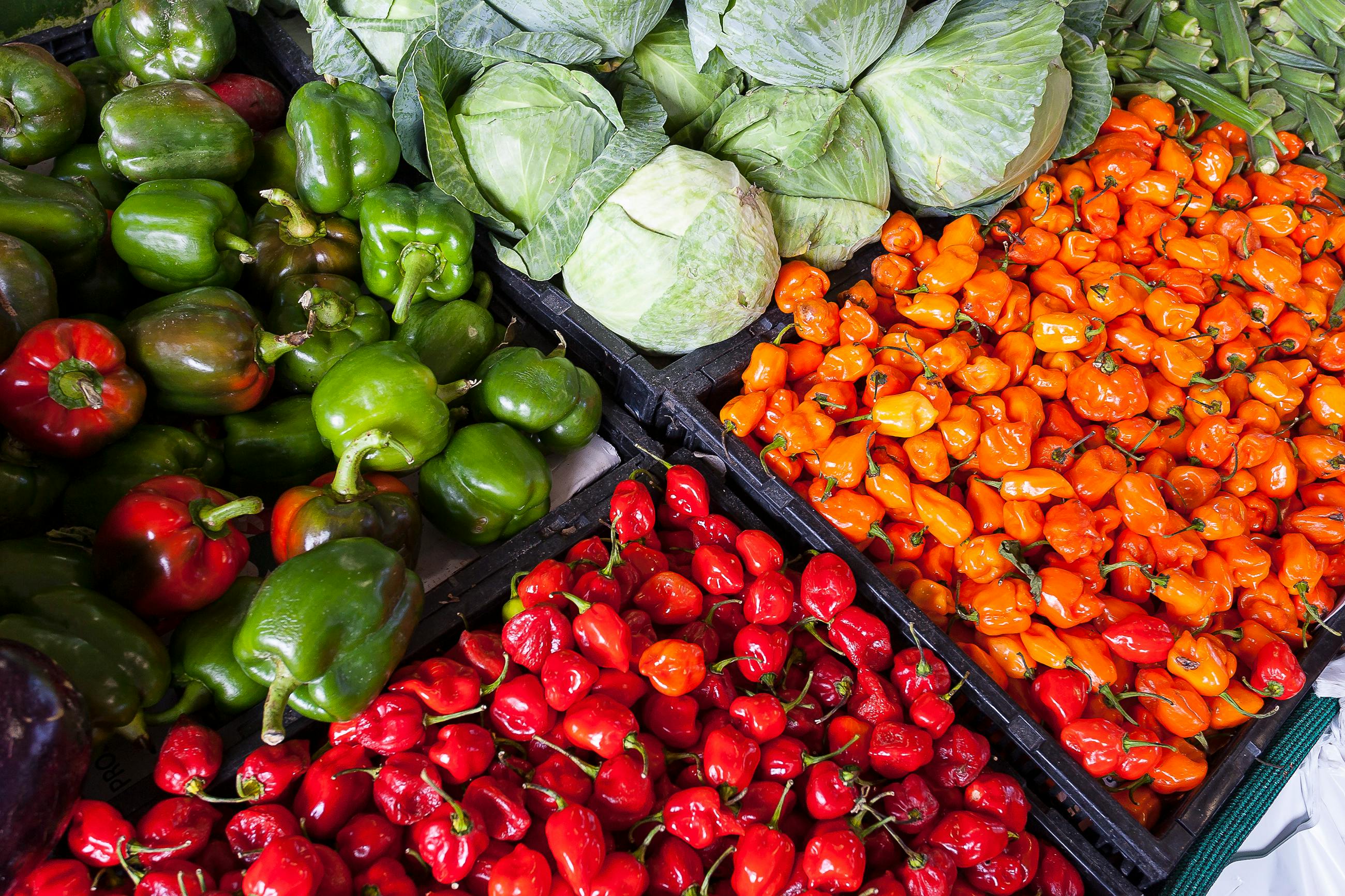 청년 농업인 영농 정착 지원 사업