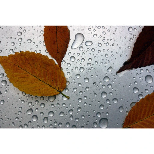 가을비와 낙엽이미지 입니다.