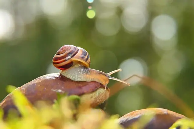 어린이 체험용 달팽이 키우기, 교육 효과는 어떨까요?