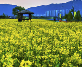 구리유채꽃축제