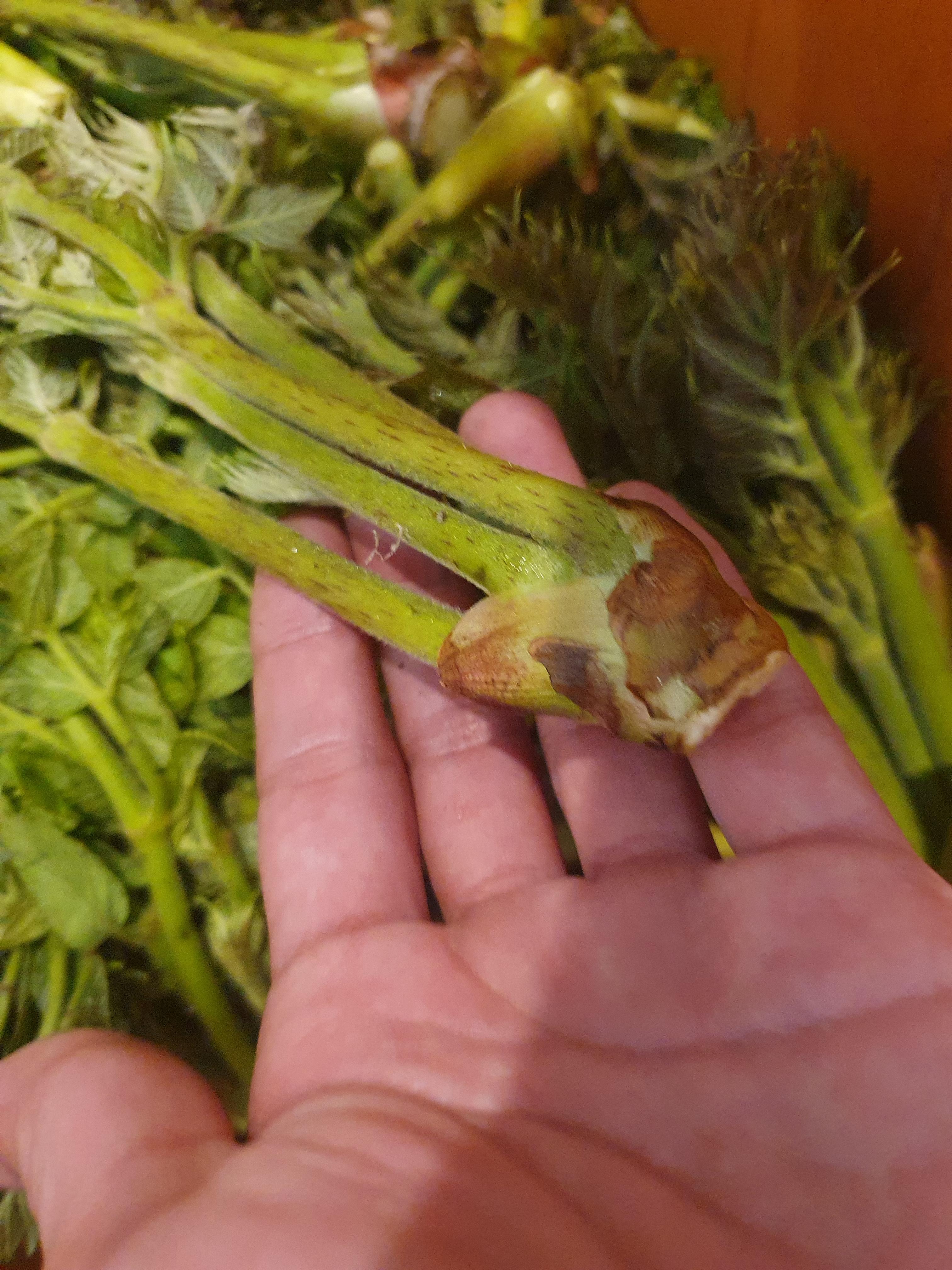 두릅 효능 가격 두릅 먹는 방법