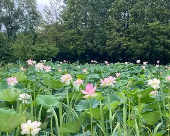 양평 세미원 연꽃축제_11