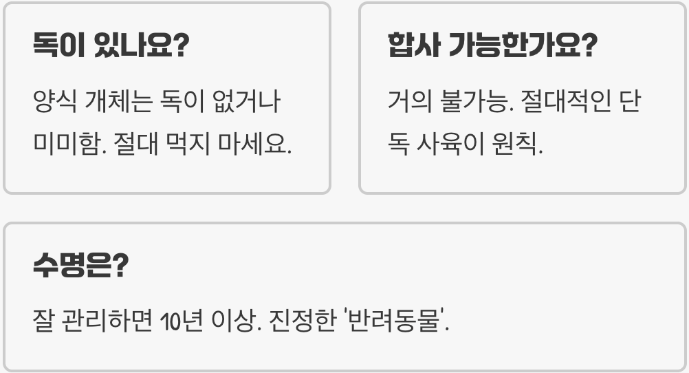 대형 복어 파하카복어, 키우기 전 꼭 알아야 할 것들