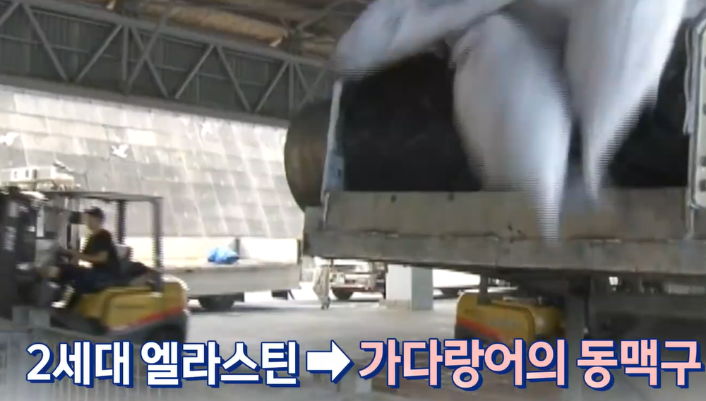 3세대 엘라스틴