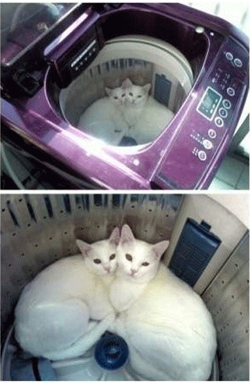 고양이 웃긴 행동&#44;웃긴 고양이 사진&#44;귀여운 고양이 사진 및 고양이 종류