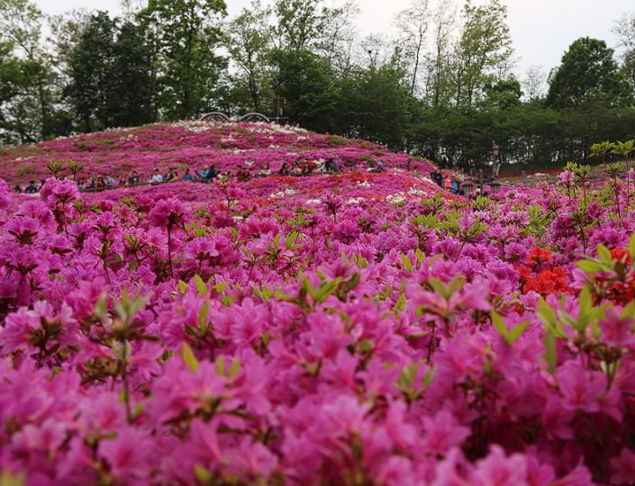 군포 철쭉축제 기간, 개막식, 가는길 , 주차