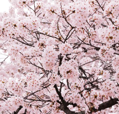 2025 꽃 개화시기 벚꽃11