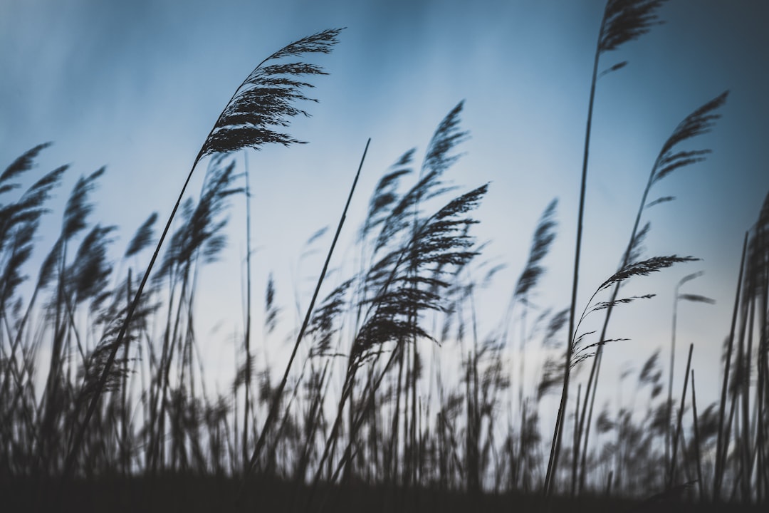 Wind