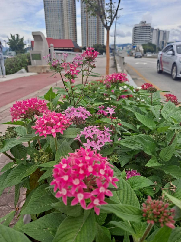 공지천교 부근 화단꽃