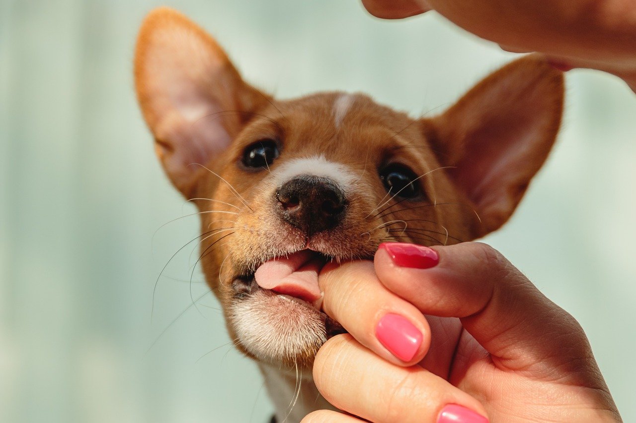 바센지(Basenji)3