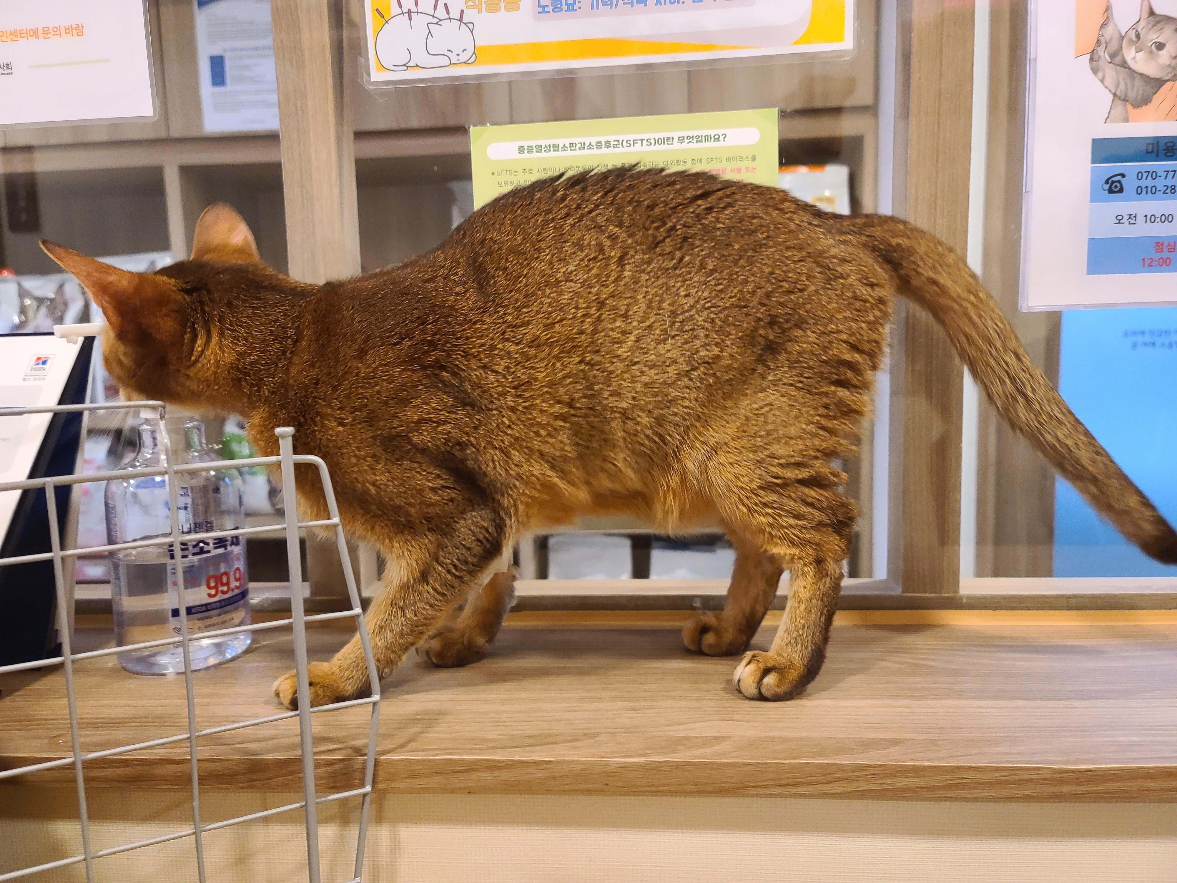 루디는 결국 병원행 ㅠ(feat. 혈액검사 결과)