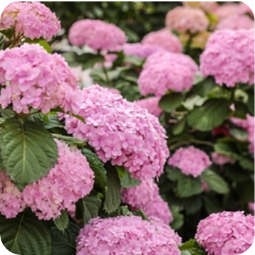 휴애리 수국정원 이미지 출처: 휴애리 홈페이지