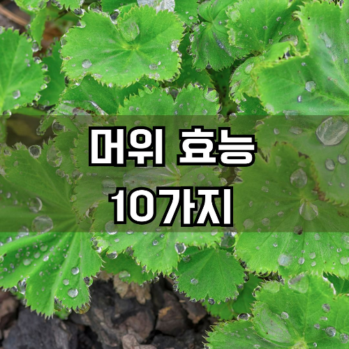 머위 효능